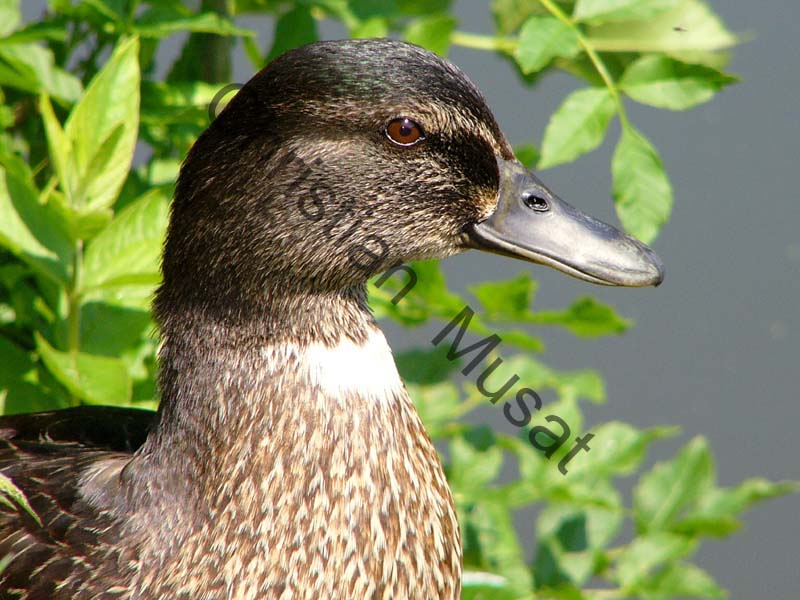 canard 032
