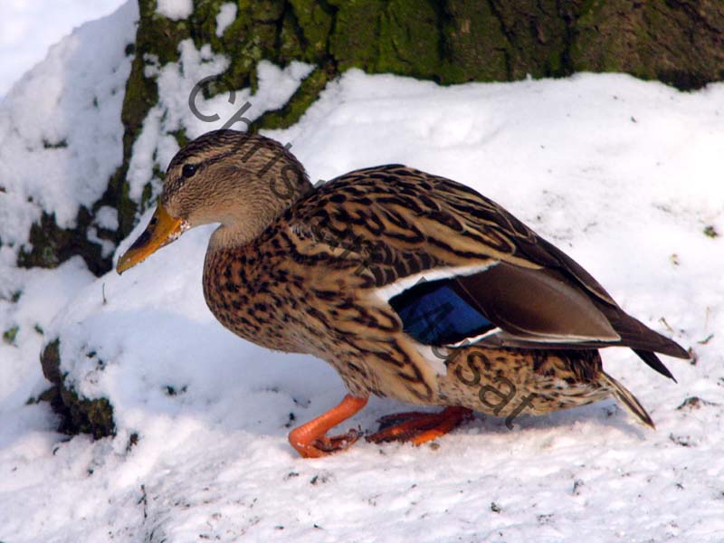 canard 033