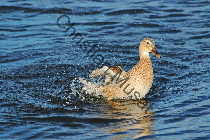 canard 042