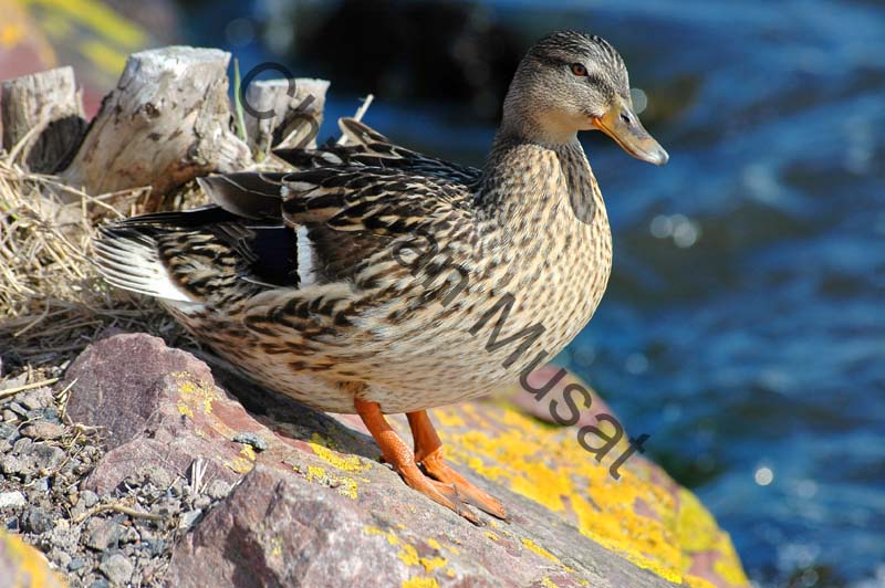 canard 053