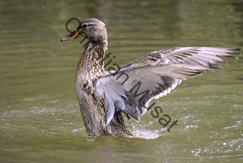canard 058