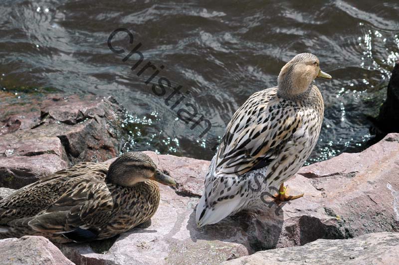 canard 062