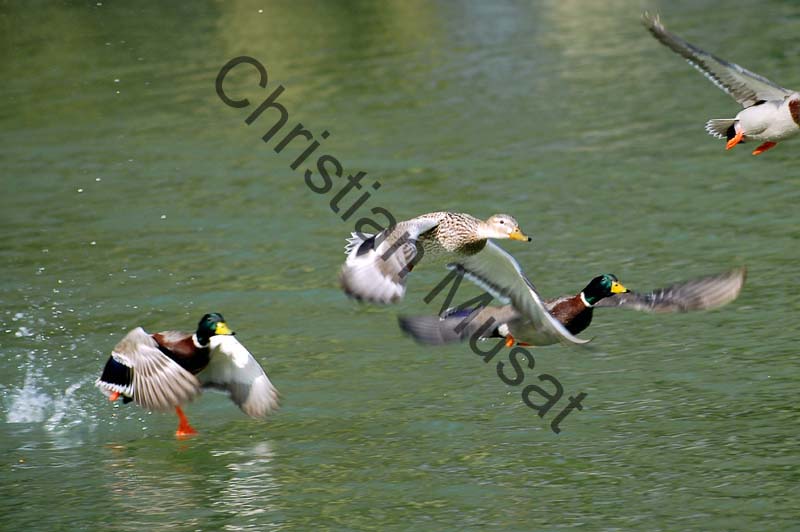 canard au vol 001