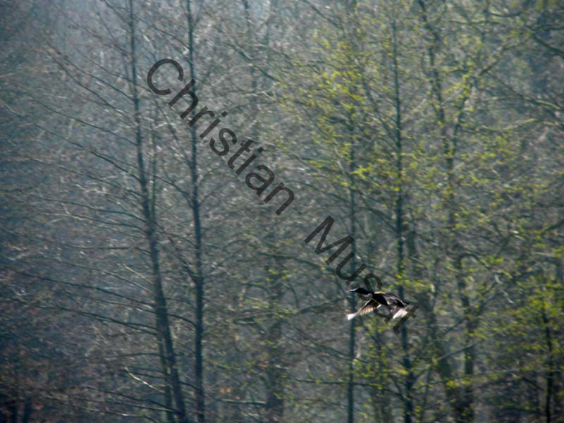 canard au vol 004