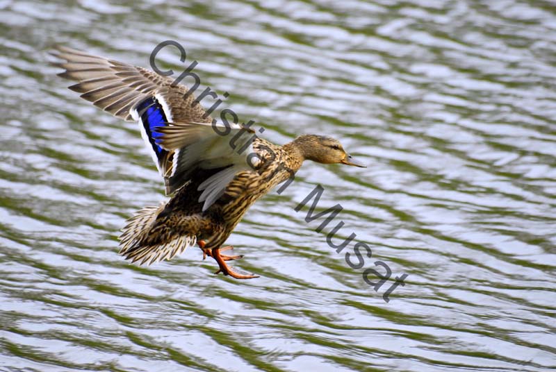 canard au vol 009