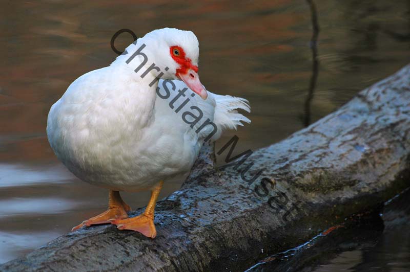 canard blanc 004