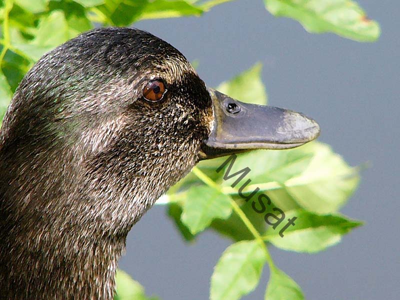 canard effet 008