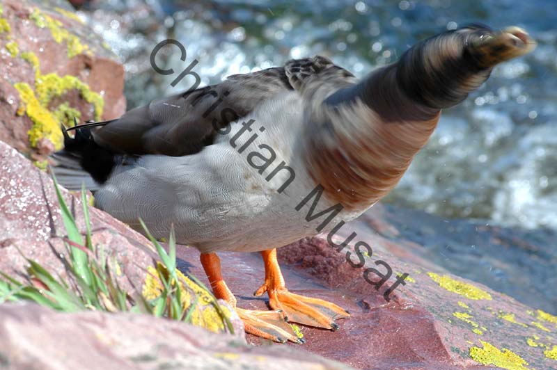 canard je dis non