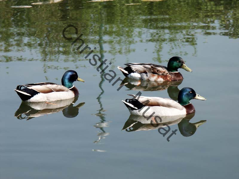 colvert 001
