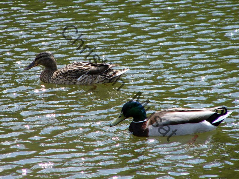 colvert 006