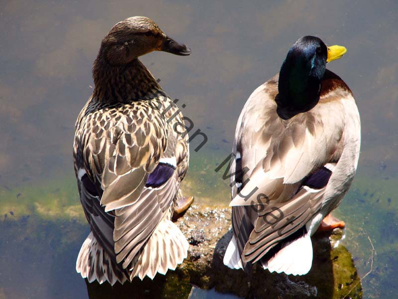 colvert 010