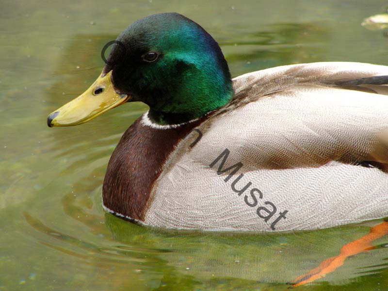 colvert 014