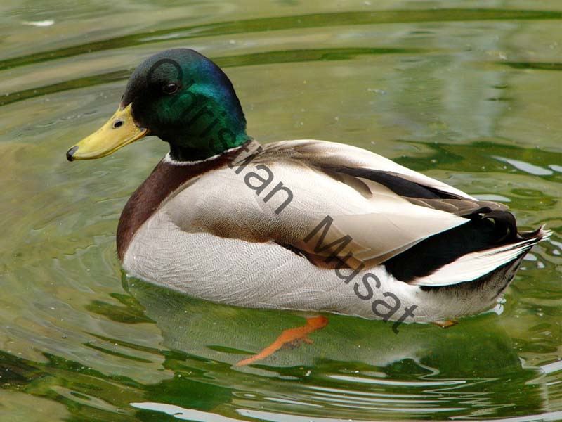 colvert 015