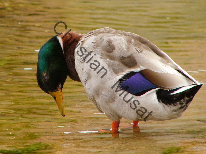 colvert 018