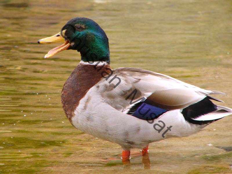 colvert 019