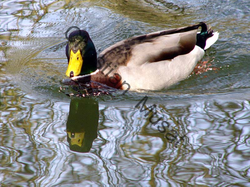 colvert 023