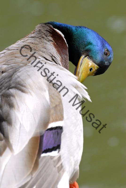 colvert 026