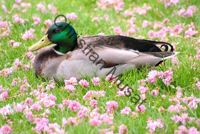 colvert 027