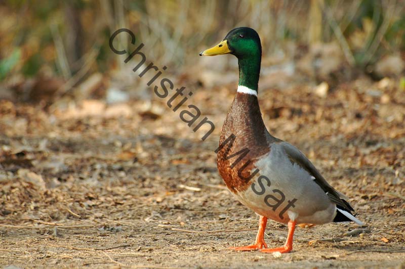 colvert 028
