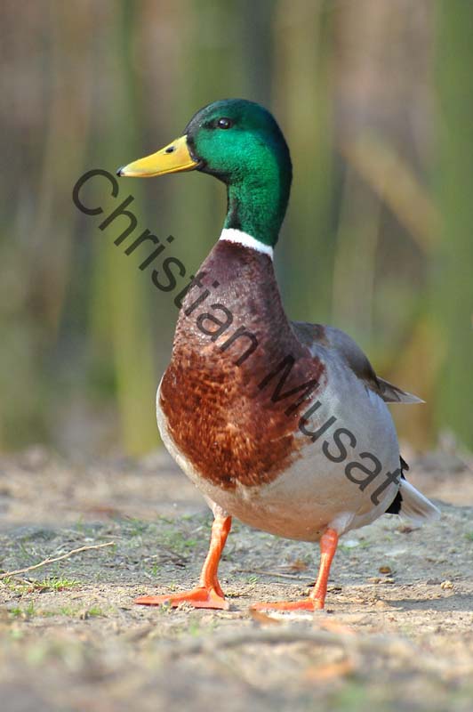 colvert 029