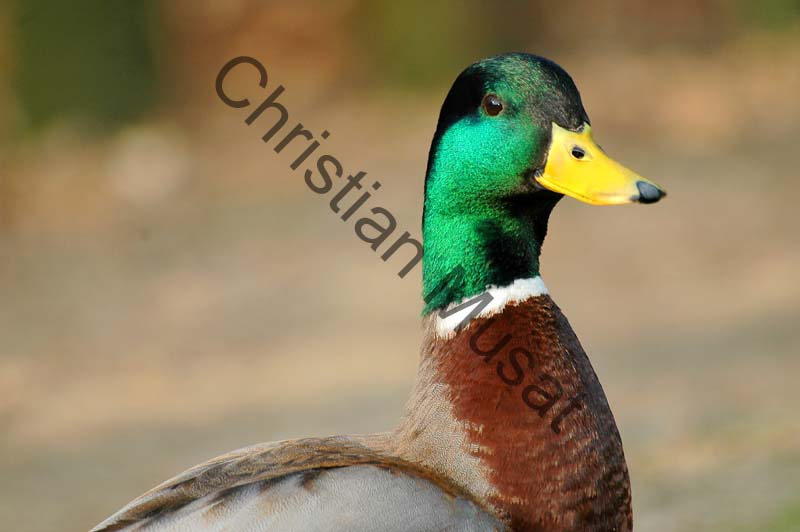 colvert 030