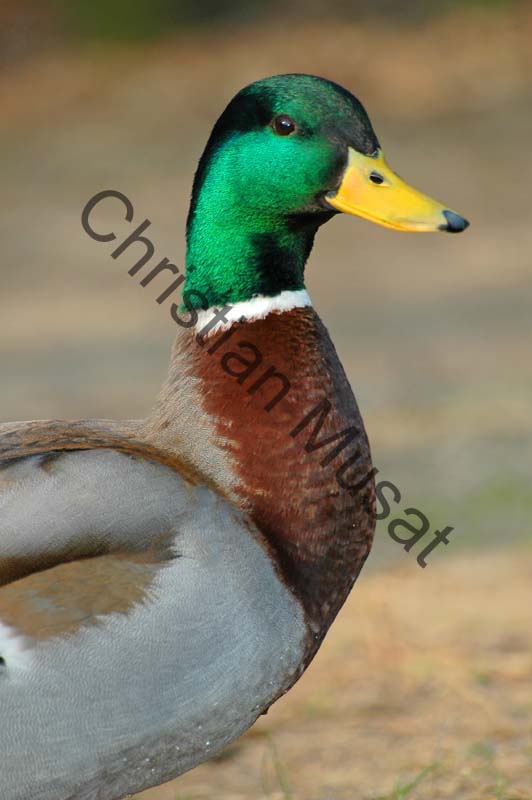 colvert 031
