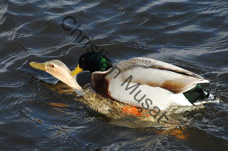 colvert 033