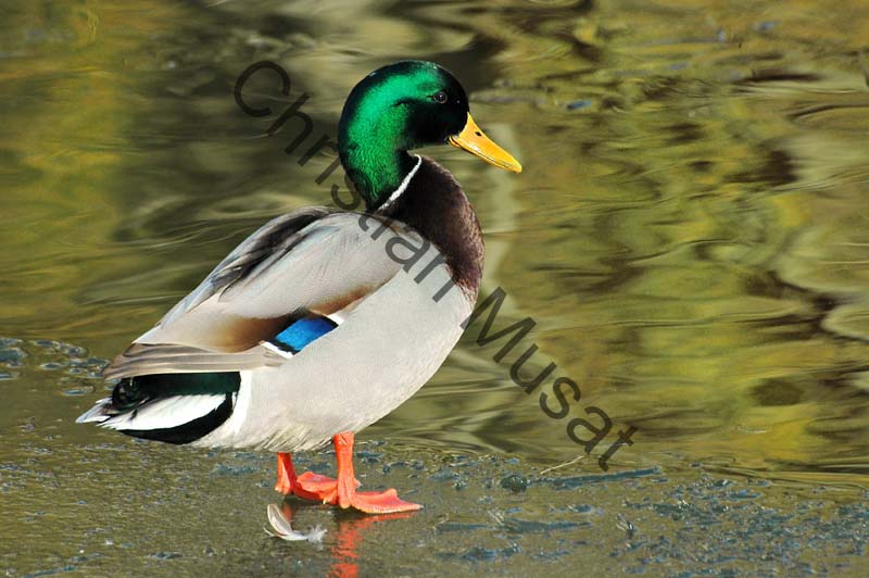 colvert 037