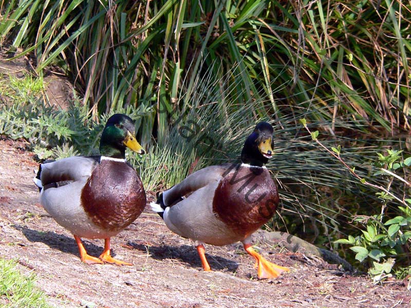 colvert 040
