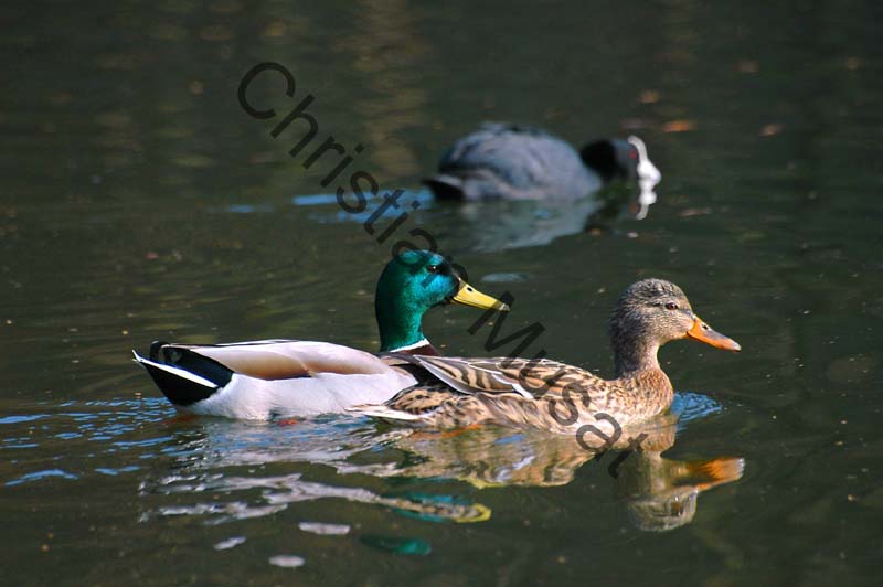 colvert 042
