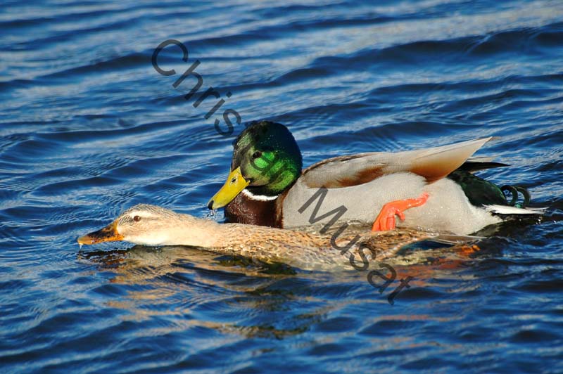 colvert 043