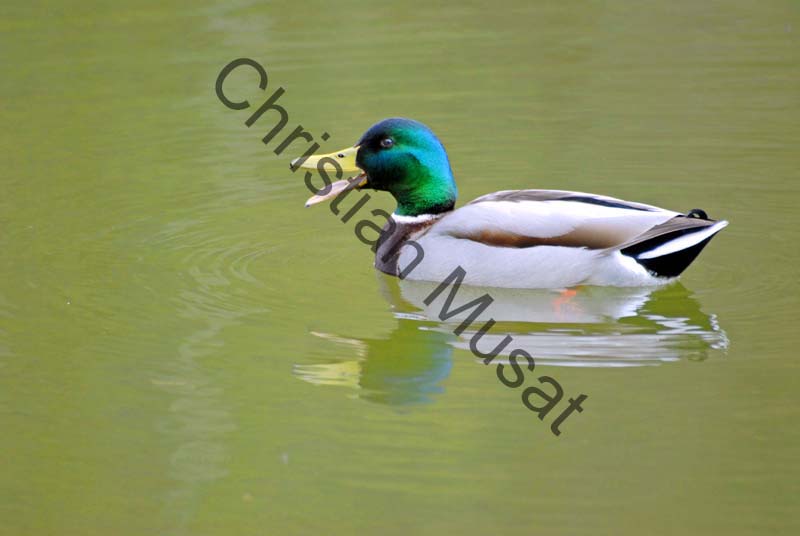 colvert 044