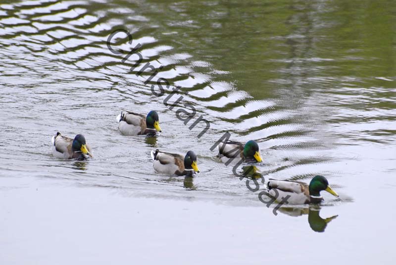 colvert 045