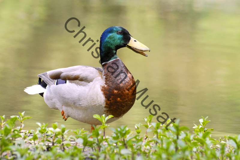 colvert 046