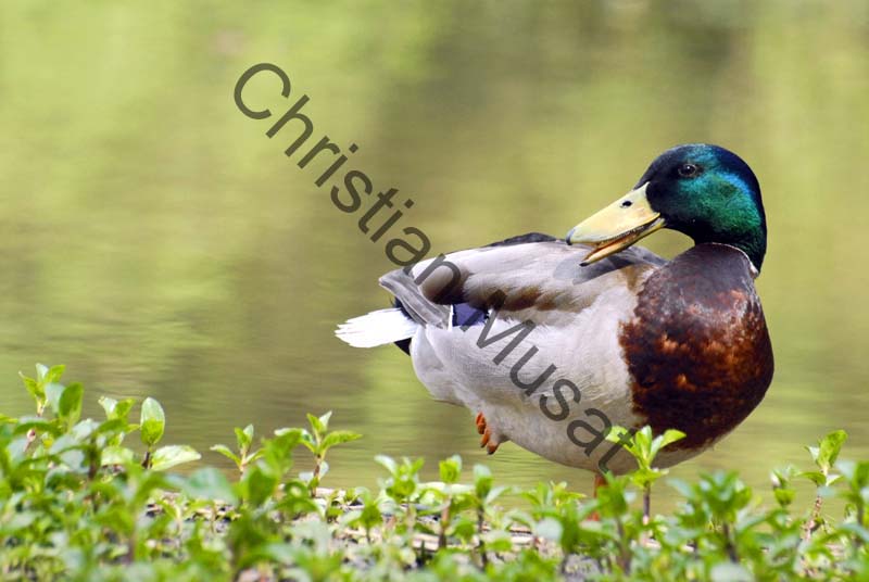 colvert 047