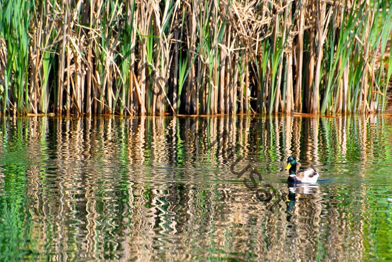 colvert 051