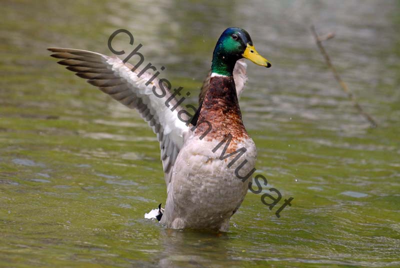 colvert 053