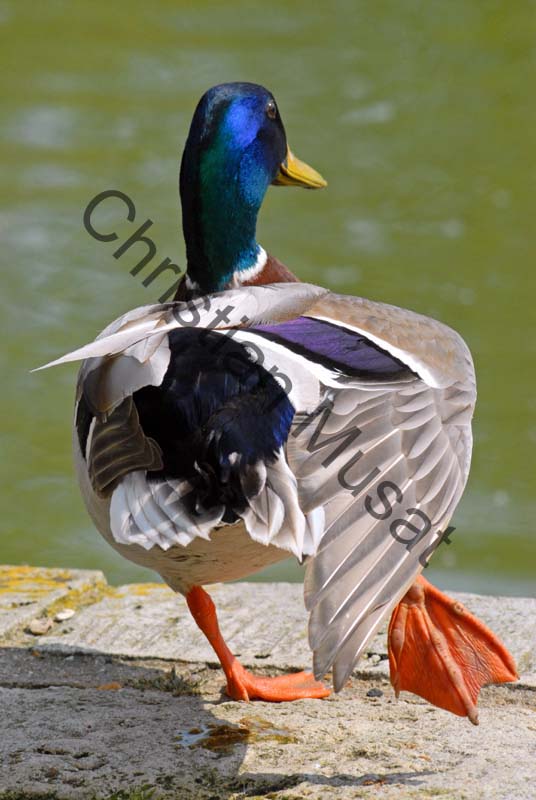colvert 055