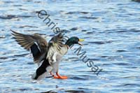 canard au vol 007