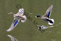 canard au vol 008