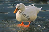 canard blanc 001