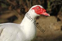 canard blanc 002