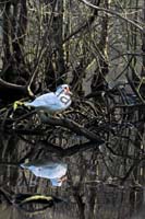 canard blanc 005
