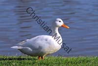 canard blanc 006
