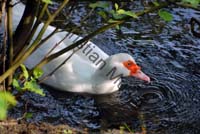 canard blanc 007