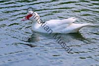 canard blanc 008