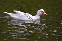 canard blanc 009