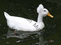 canard effet 001