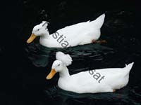canard effet 002