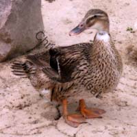 canard effet 006